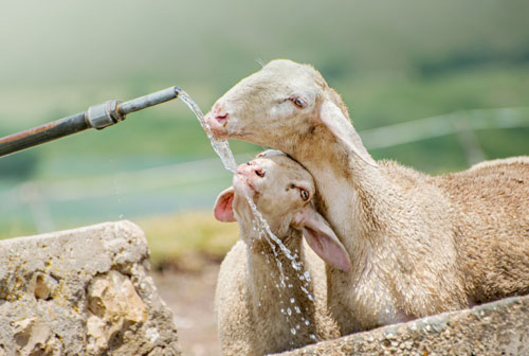 LUD_Trinkwasserdos_Landwirtschaft